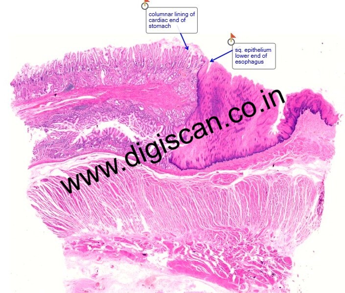 PG Histology Digital Slides Set (Annotated Histology Slides for Pathology)